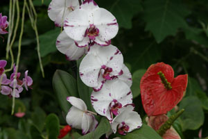 Lees meer over het artikel Excursie Orchideeënhoeve 2011
